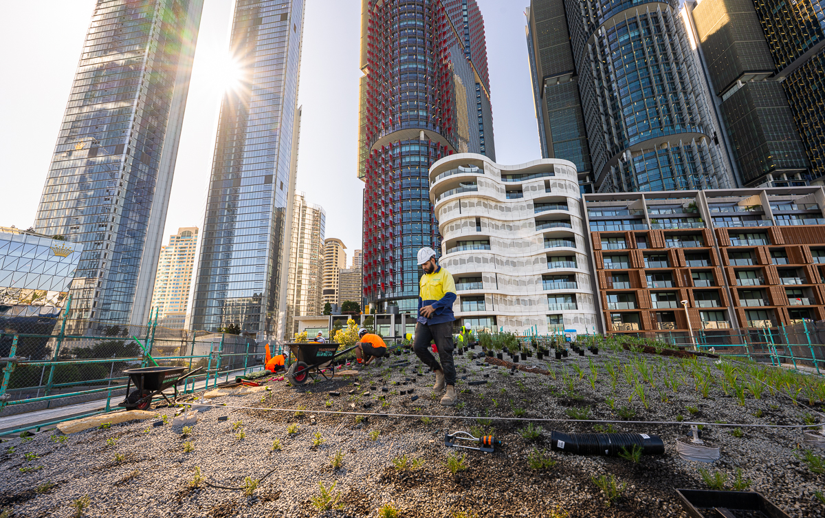 Construction workers planting vegetation on a rooftop garden at Barangaroo, Sydney, with modern skyscrapers in the background, emphasizing height safety and urban landscaping.